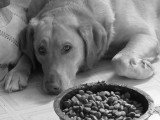 Photo en noir et blanc d'un chien qui refuse de manger