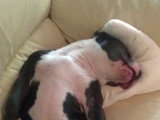 Un chien American Bully difficile à réveiller