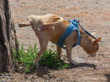 Un chien fait pipi sur un arbre