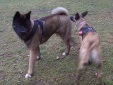 Un chien thérapeute aide un Akita Américain associable (épisode 2)