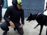 Éducation d'un Berger Groenendael agressif avec les humains