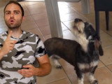 Que faire quand son chien aboie tout le temps ?