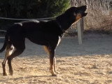 Approche de Santa, un chien peureux