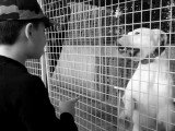 Rééducation d'un Dogue Argentin
