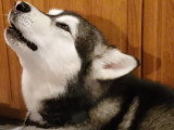 Hurlements matinaux pour deux Malamutes d'Alaska