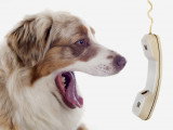Un chien aboie devant un combiné de téléphone