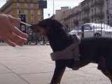Conseils d'éducation canine avec un Pinscher Nain agressif
