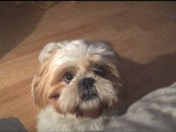 Un Shih Tzu très bavard