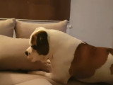 Un Bouledogue Américain s'attaque à un canapé vide