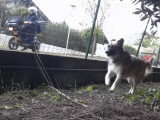 Deux chiens pugnaces à la poursuite du facteur