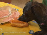 Que faire quand son chien vole de la nourriture ?