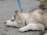 Les 20 races de chiens les plus têtues