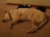 Un chien somnambule marche durant son sommeil