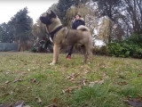 Séance de socialisation pour un Akita Américain agressif