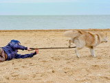 Un enfant tente de retenir son chien avec la laisse sur une plage