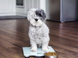 Un chien sur une balance avec un bol de croquettes
