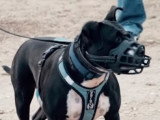 Une Staffordshire Bull Terrier prédatrice de chiens