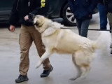 Un gros chien très agressif et apparemment irrécupérable