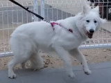 Rééducation d'un Berger Blanc Suisse présentant une phobie extrême des humains