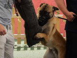 Analyse du comportement agressif d'un Berger Belge Malinois