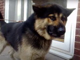 Un Aussie Malamute au comportement agressif