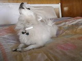 Un Australian Eskimo \