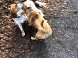 Un Bassugg joue avec son ami Beagle dans les bois