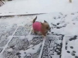 Ce Weshi découvre la neige pour la première fois