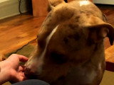Ce Catahoula Bulldog se comporte comme un chat