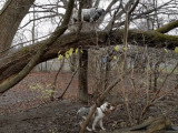 Ces deux chiens Catahoula Heeler jouent ensemble dans les arbres