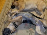 Ces deux Boxer Shepherd se reposent dans des positions originales