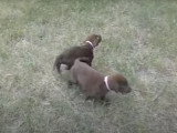 Deux chiots Labahoula sont au parc
