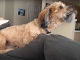 Un chien Doxiepoo aboie depuis le canapé