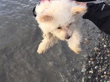 Un Pomapoo adorable découvre la mer