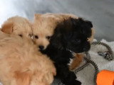 D'adorables Pomapoos découvrent leur environement