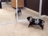 Un petit Texas Heeler se voit pour la première fois dans un miroir