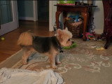 Un Yorkie Pom aboie pour montrer son mécontentement