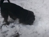 Un Border Schnollie gratte et mange de la neige
