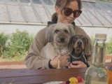 Une rencontre entre des chiens introvertis