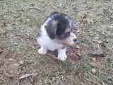 Un jeune Corgipoo surexcité de jouer dehors