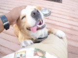 Ce Corgi Pit veut que son maître lui fasse des câlins