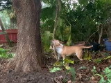 Ce Corgi Pit tire sur une branche d'arbre