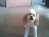 Un Cavachon joue et attrape un os