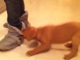 Ce Cavador attaque les chaussons de son maître