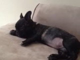 Ce petit French Bullnese a le hoquet
