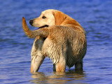 Un Labrador avec la queue levée debout dans l'eau