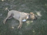 Un Amstiff se repose dans l'herbe