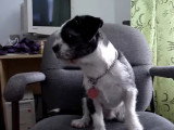Un Chinese Boston-Tzu est énervé