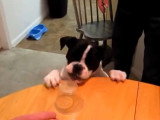 Une Free-Lance Bulldog veut atteindre la table