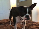 Ce Faux Frenchbo Bulldog veut jouer avec sa maîtresse